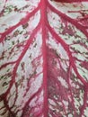 Caladium CarouselÃÂ has red veins that "bleed"